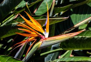 Bird of paradise plant in Florida