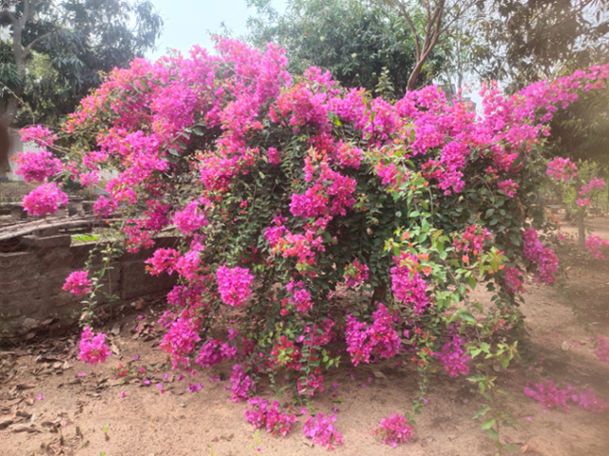 How to Grow Bougainvillea In Florida