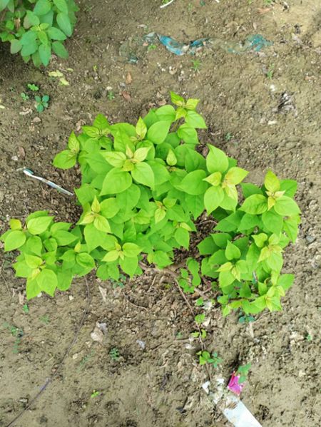 Bougainvillea pruning