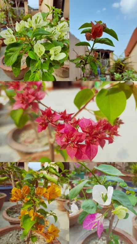 Bougainvillea types