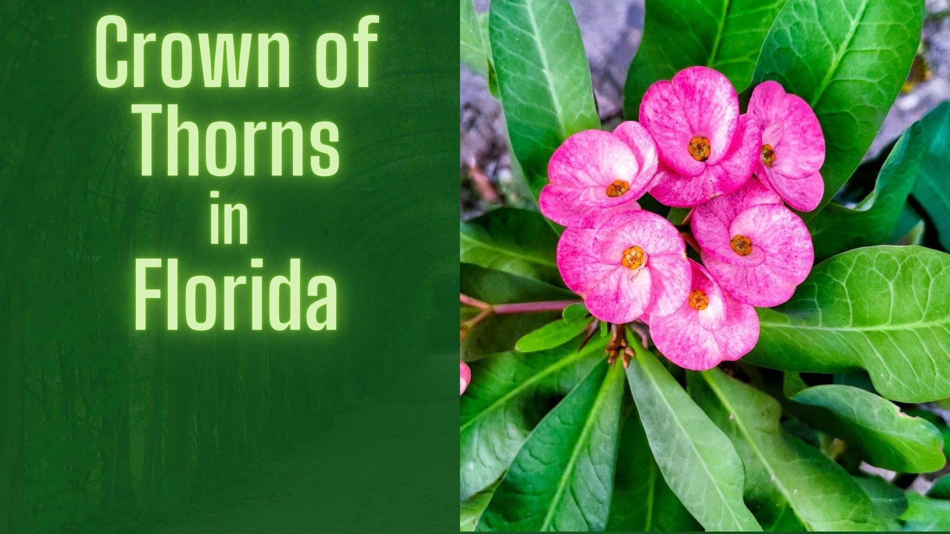 Grow Crown of Thorns (Euphorbia milii) in Florida