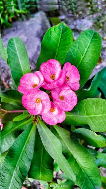 Crown of Thorns in Florida