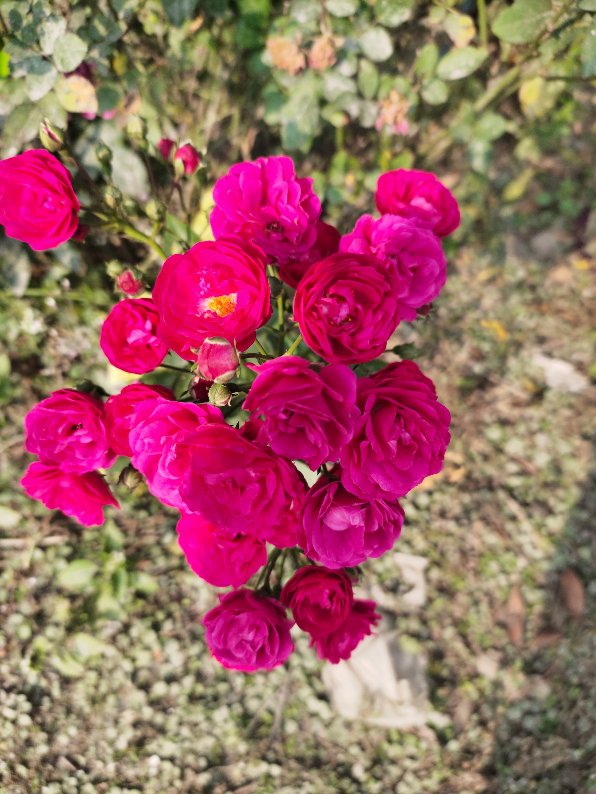 Miniature roses in florida