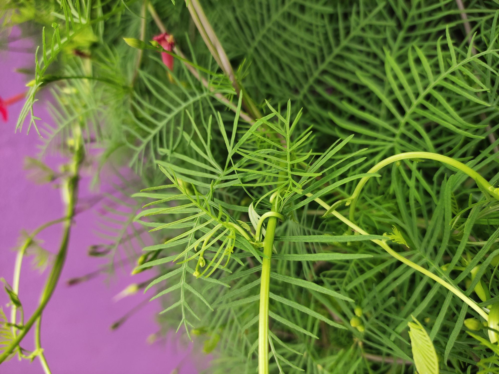 Cypress vine support