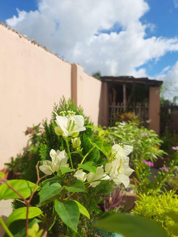 White Bougainvillea