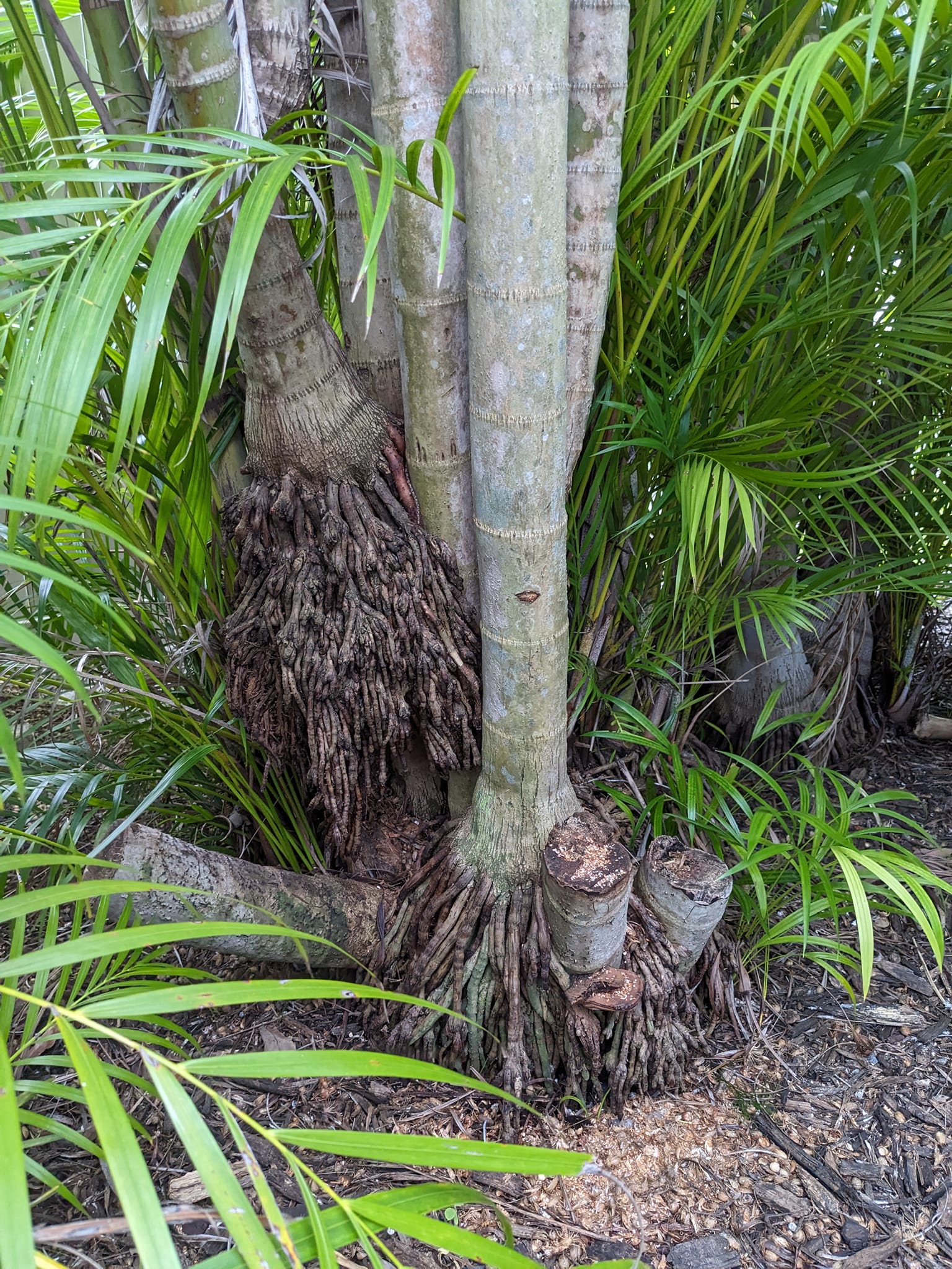 Areca palm roots out of the ground