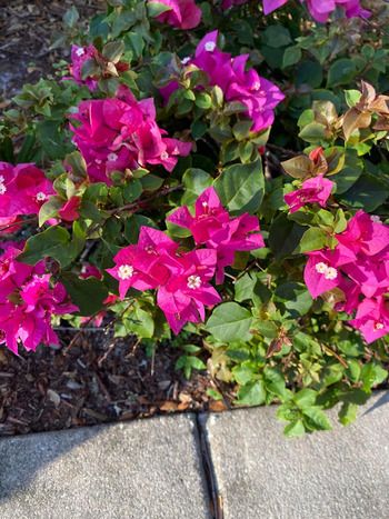 Bougainvillea In Florida