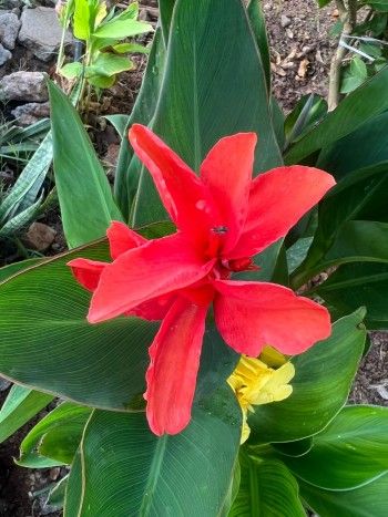 Canna lily that is grown from seed