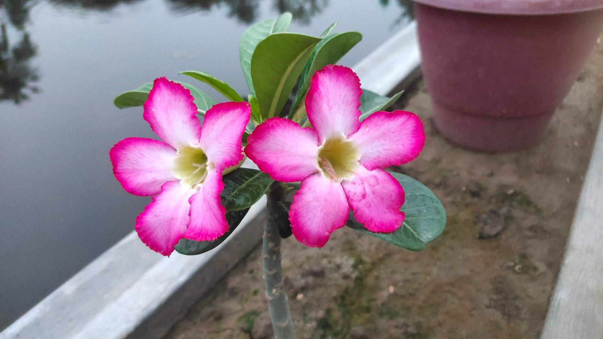 How to Properly Prune Desert Rose (Adeniums) 