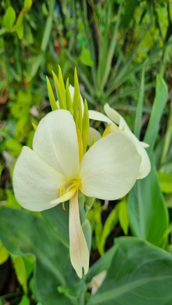 Greenish canna lily