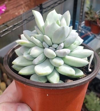 Sedeveria Lilac Mist unorganized growth