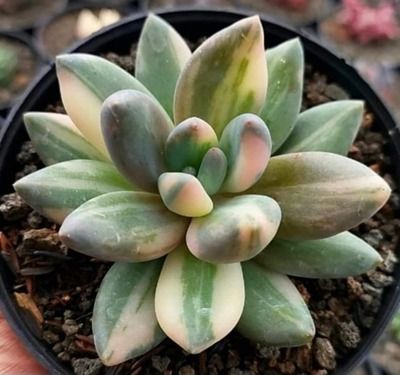 Sedeveria Blue Mist