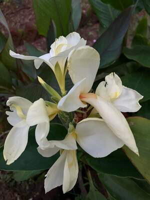 White canna lily