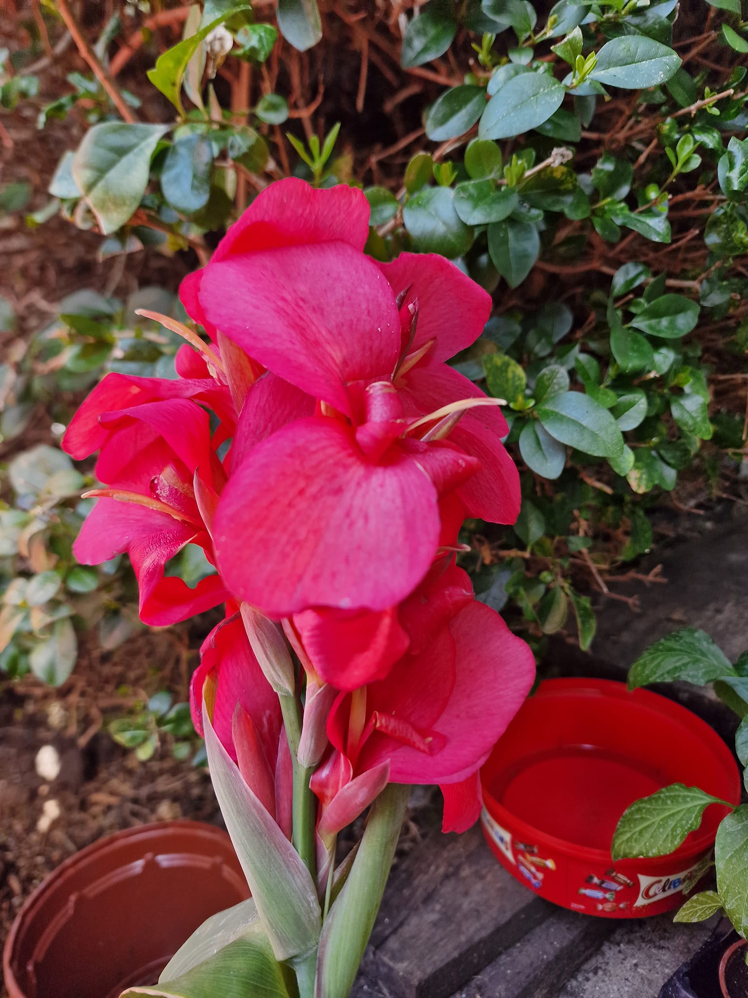 Canna Lily