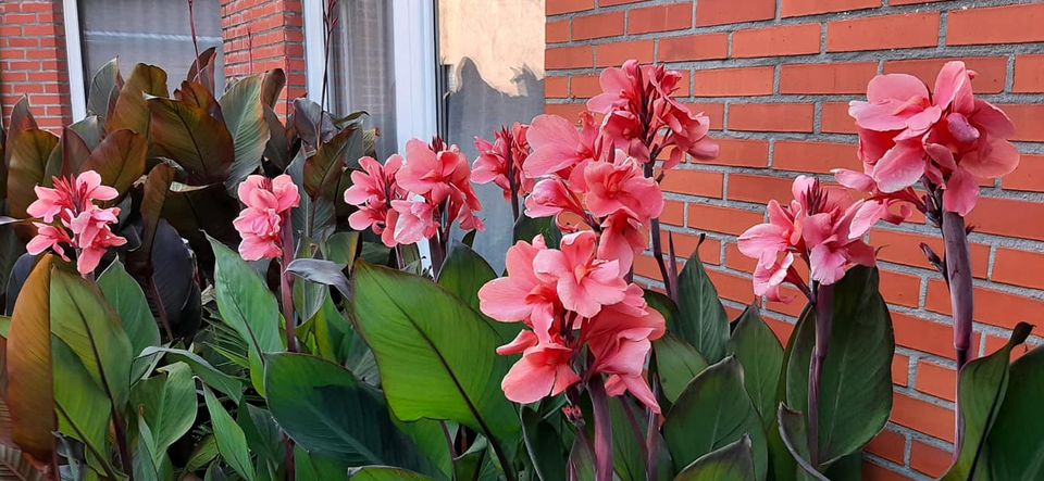 Canna lily from seeds