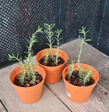 Creeping Rosemary in a Pot