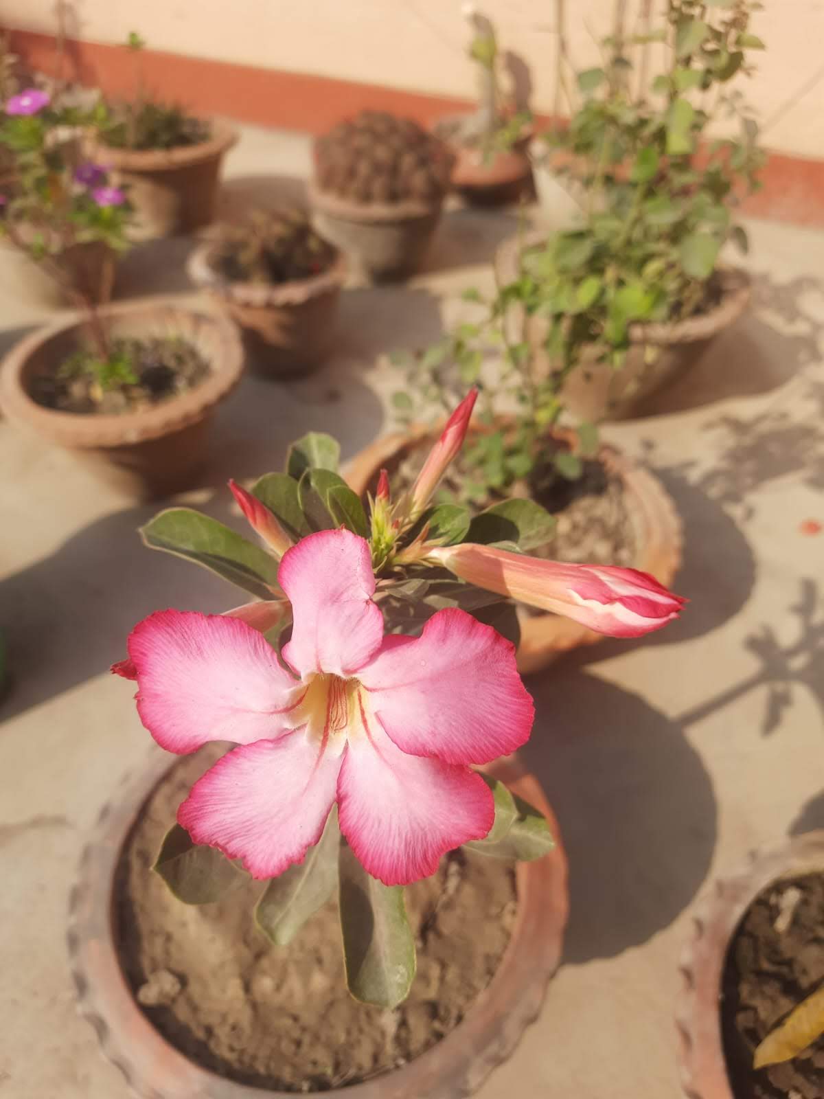 Desert Rose in a Pot