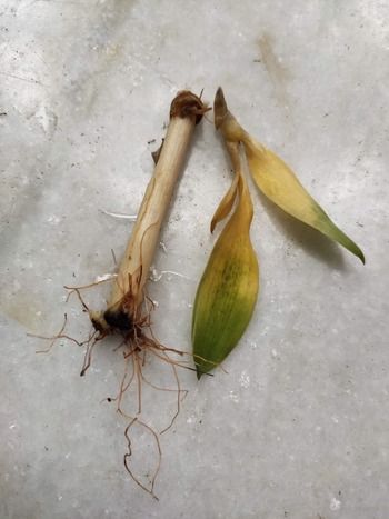 Lucky bamboo rotted roots and yellow leaves