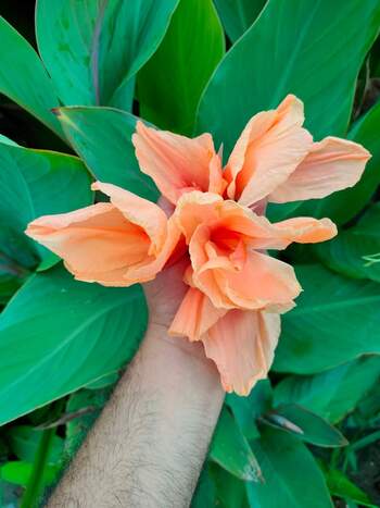 Orange Canna Lily