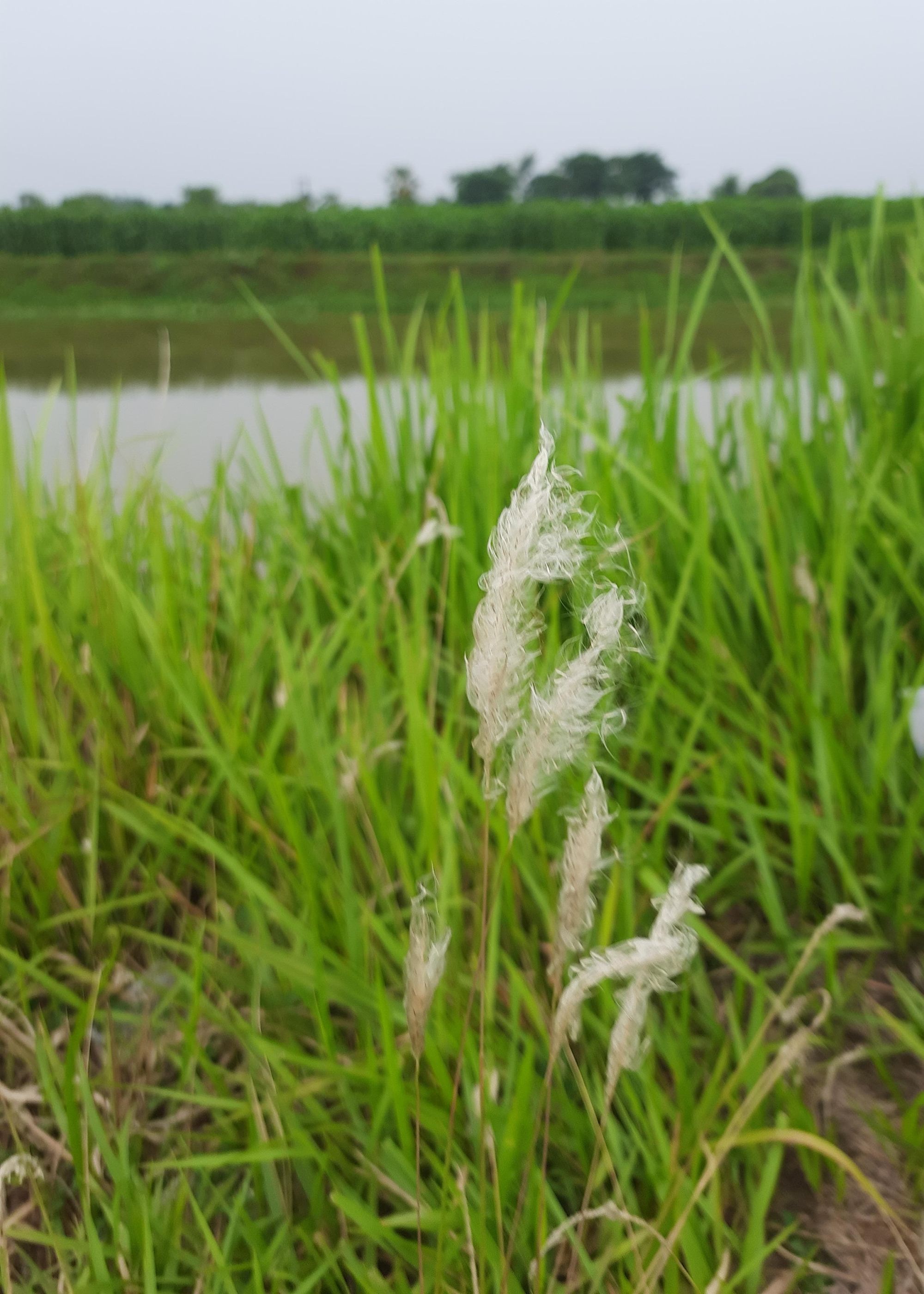 Pampas grass