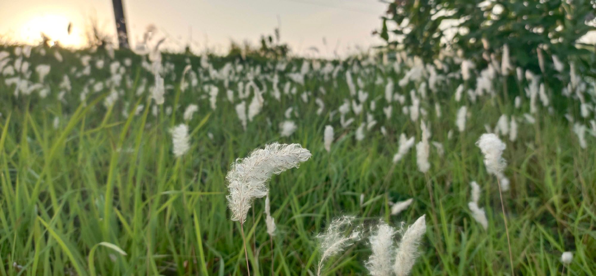 Pampas grass