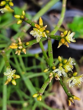 Flower of Rhipsalis Cereuscula