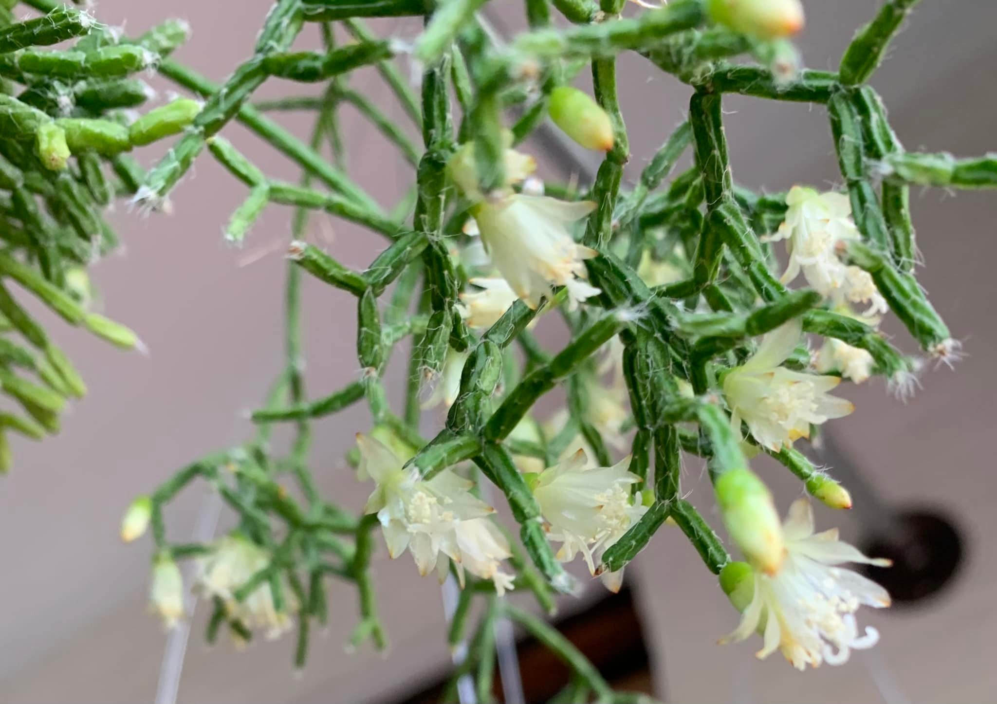 caring for an rhipsalis cereuscula