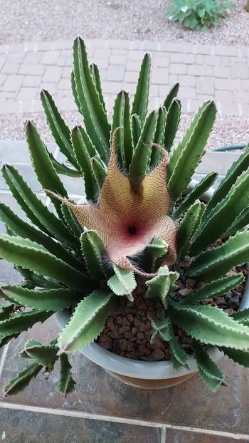 Starfish cactus flower