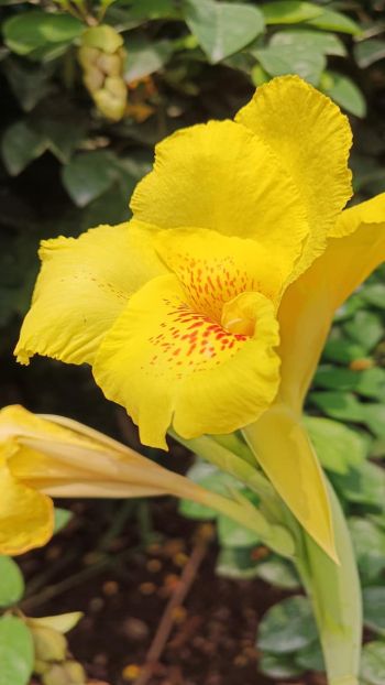 Yellow canna lily