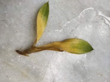 Lucky bamboo yellow leave