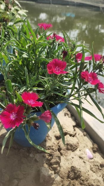 Red Dianthus Chinensis