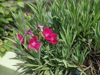 Red Dianthus