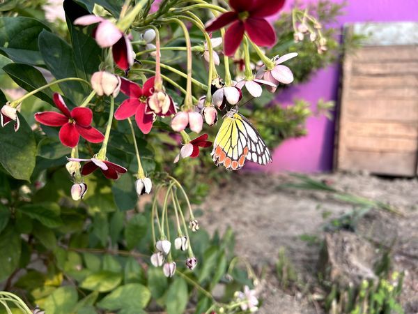 Butterfly on Rangoon Creeper