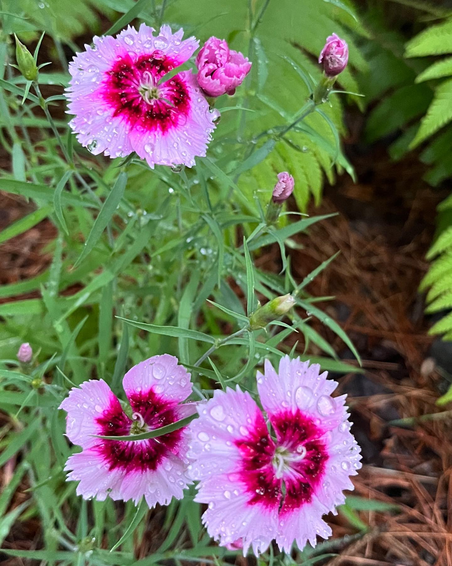 Dianthus caring tips