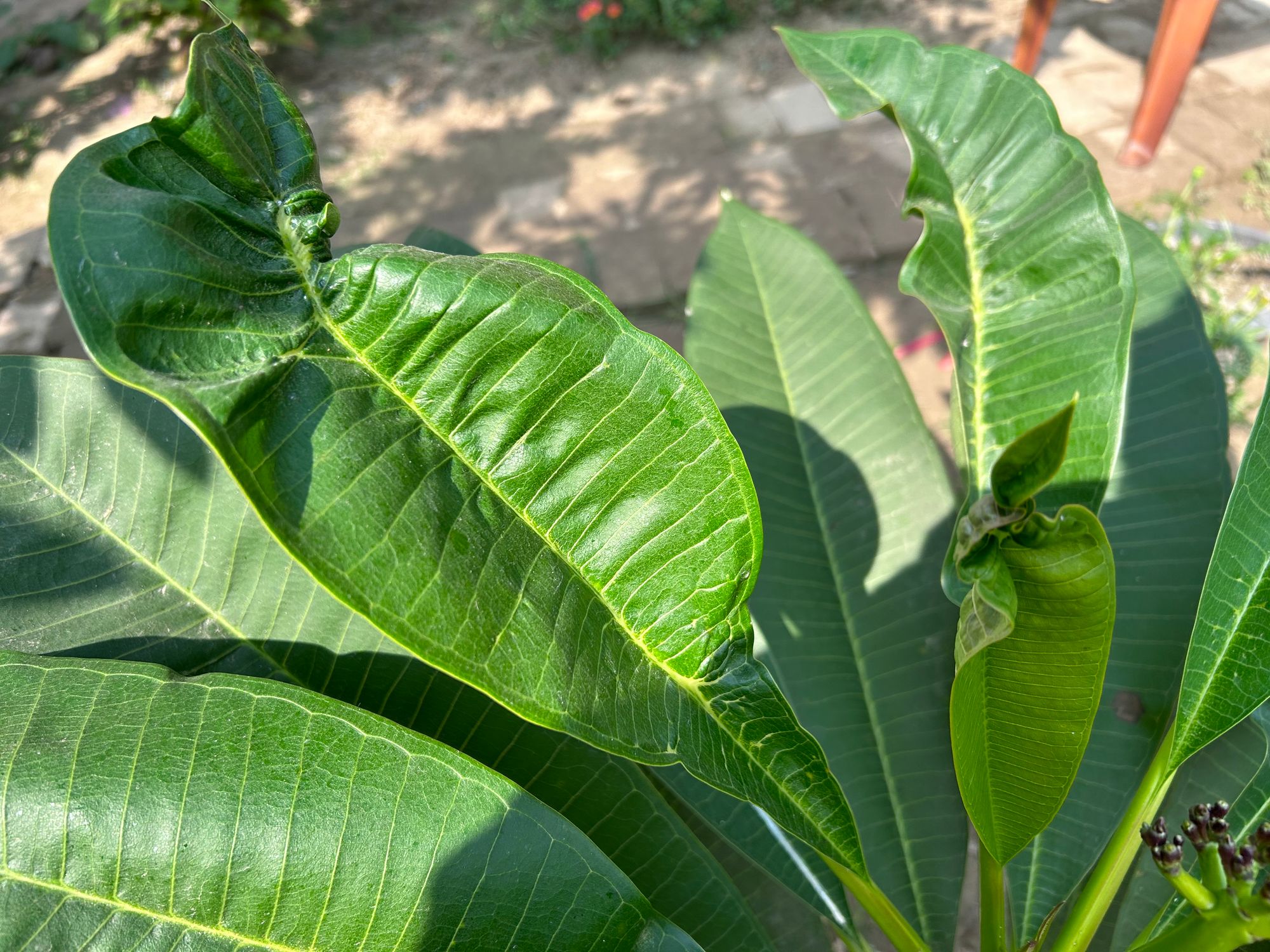 Plumeria Leaves Curling