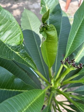 Plumeria curling leaves