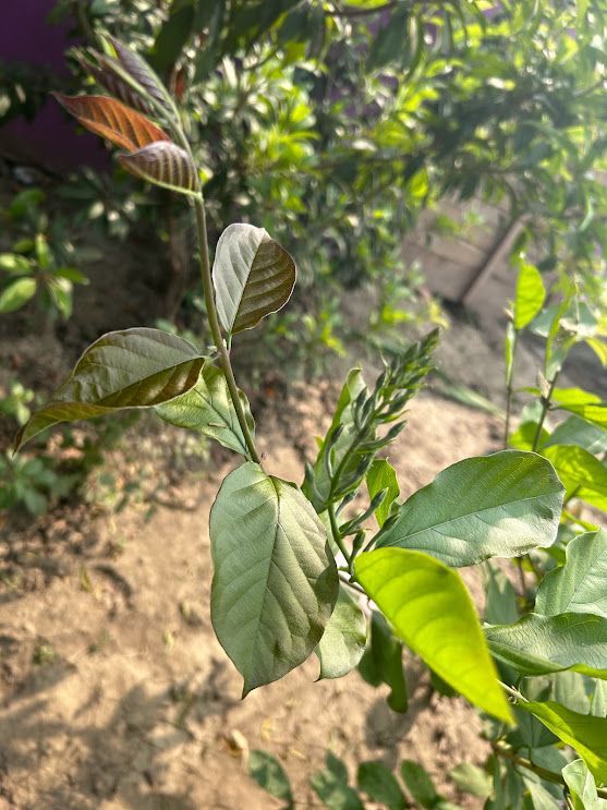 Rangoon creeper vine