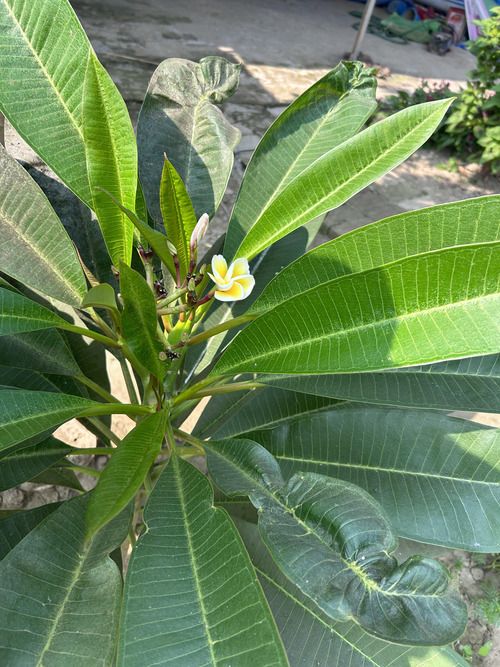 Plumeria after recovering curly leaves