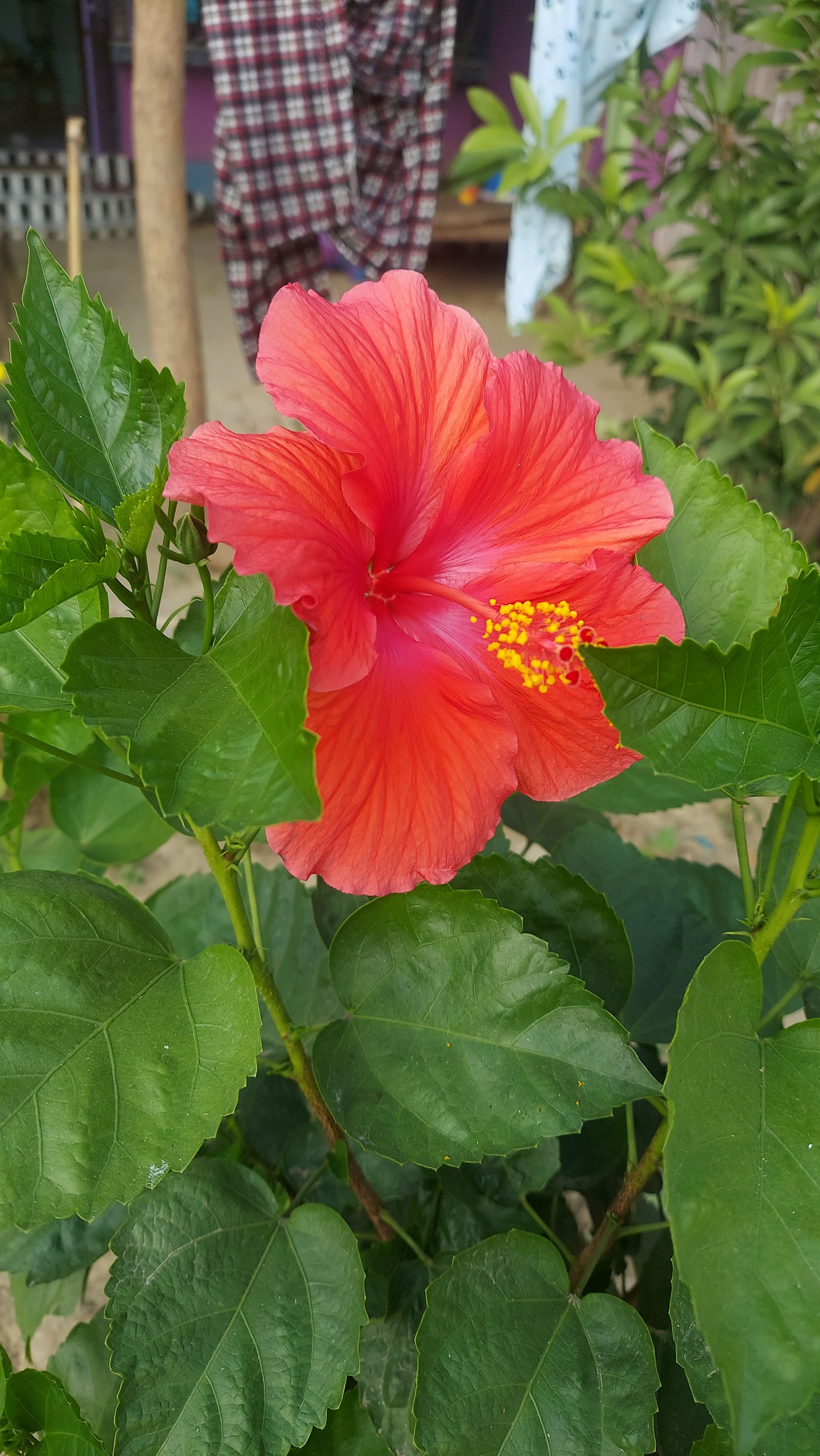 Hibiscus in Florida