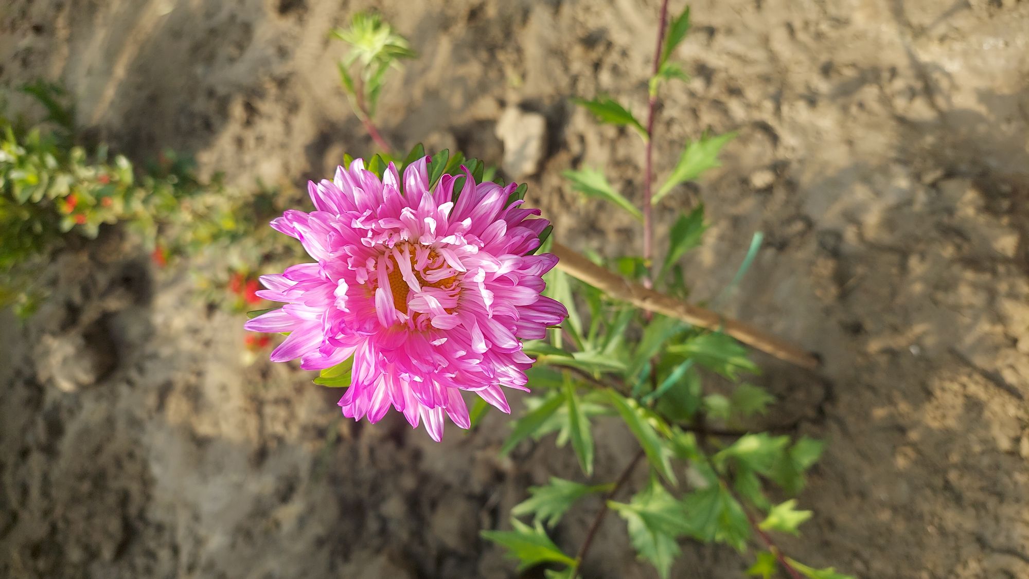 How to Plant and Grow China Aster in Your Garden?