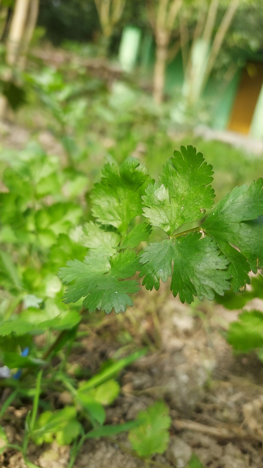 Cilantro in my garden