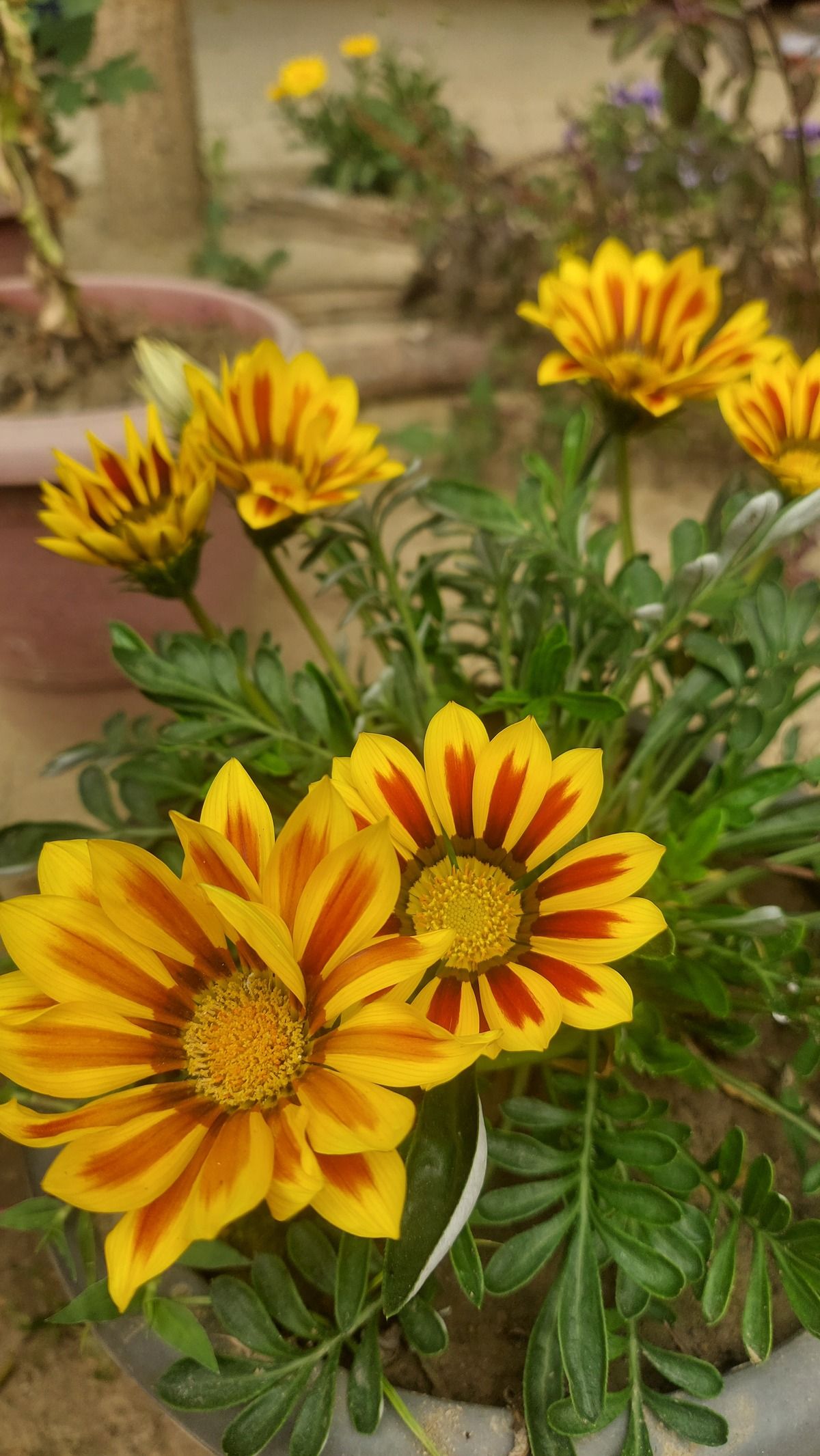 How to Plant and Grow Gazanias in Your Garden?