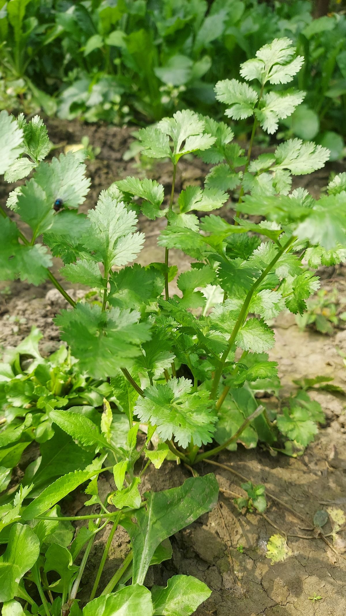 Cilantro