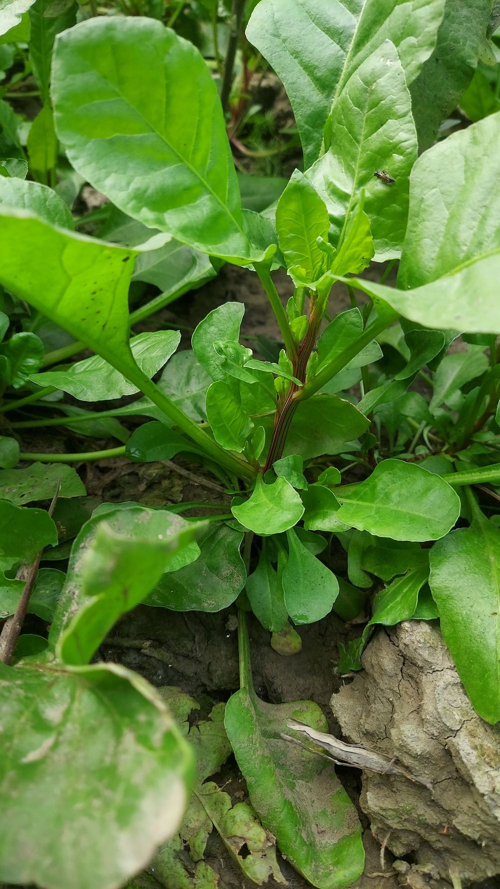 growing Spinach