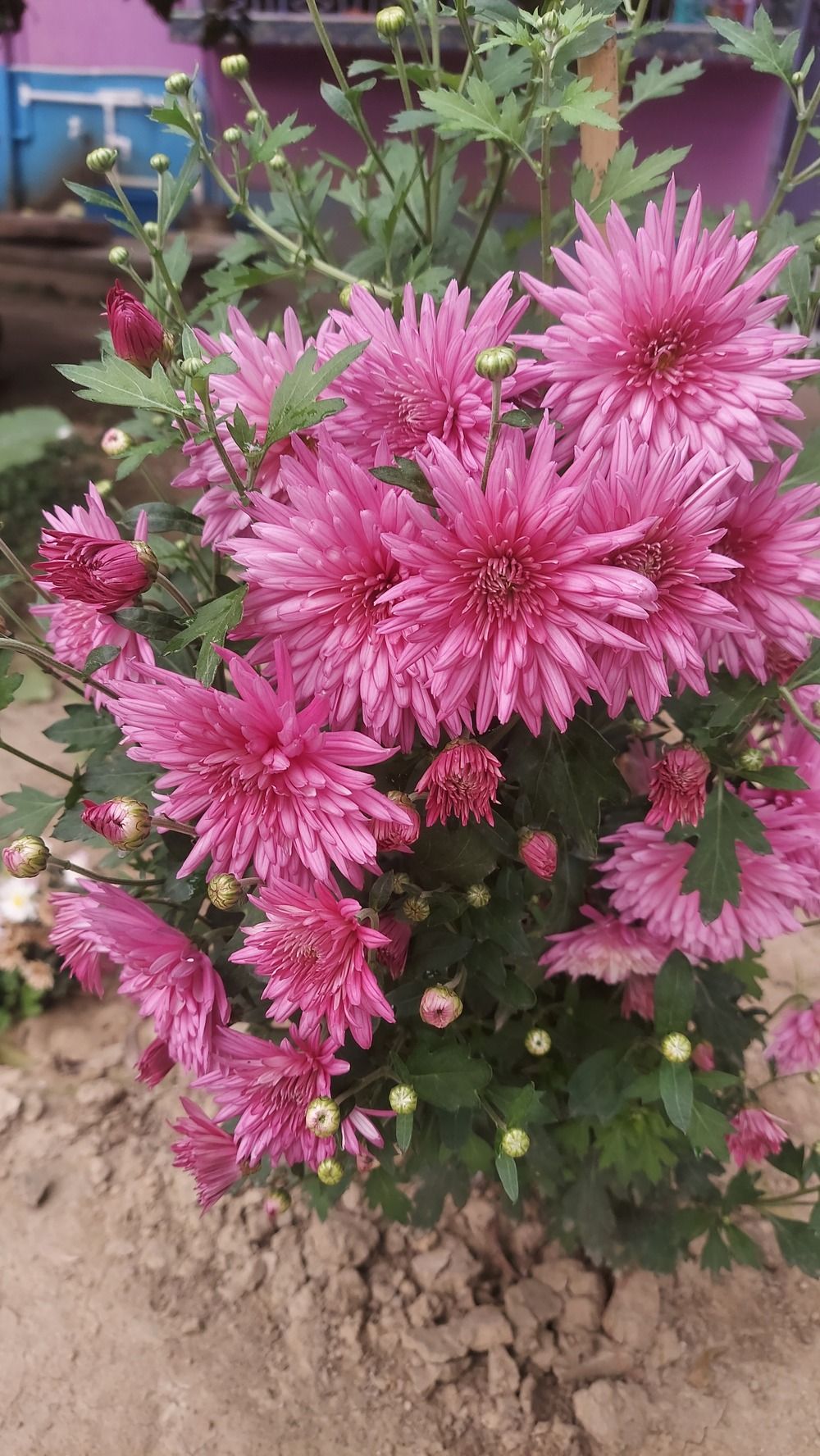 Pink Daisy Flowers