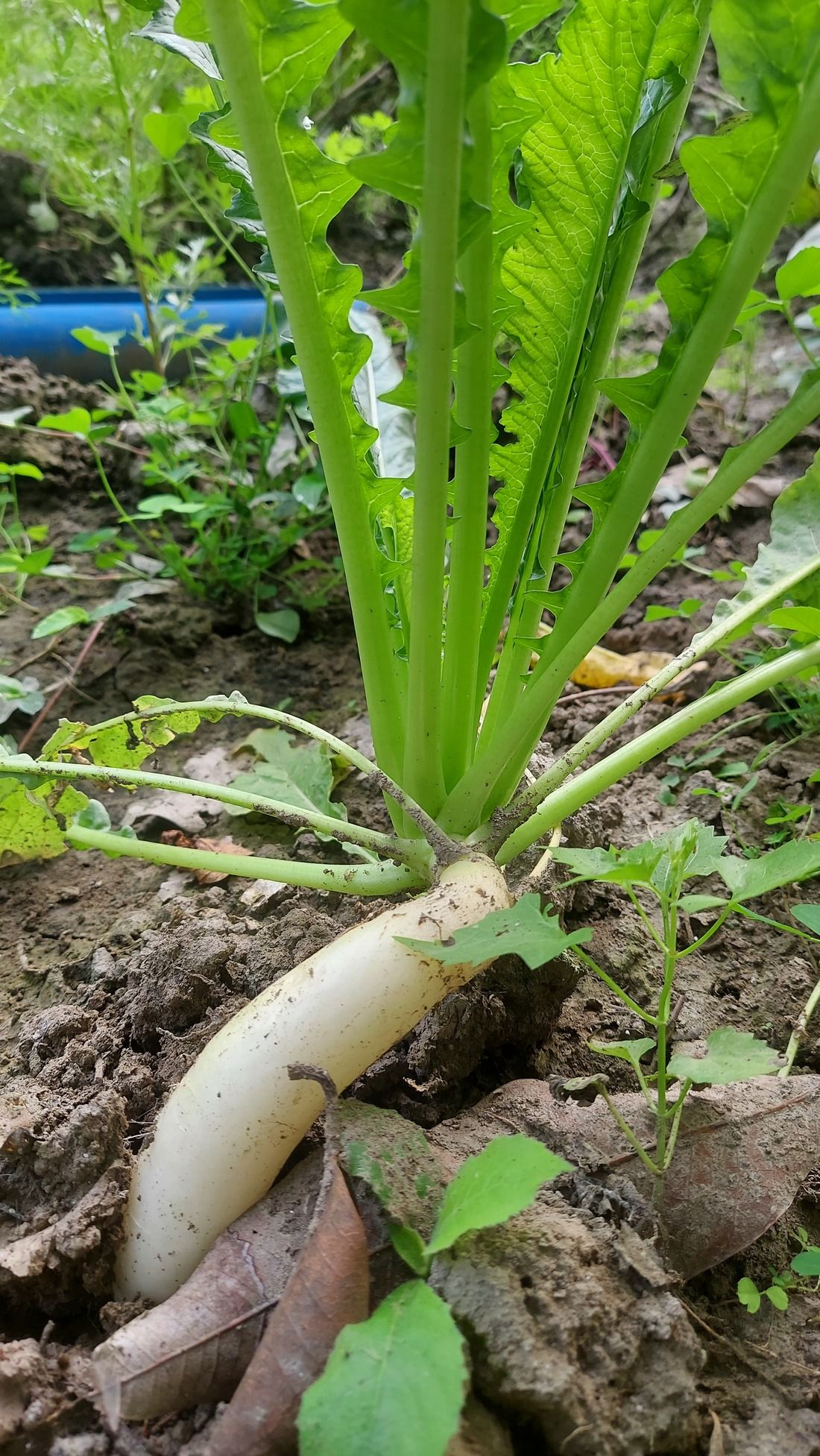 Radish Plant