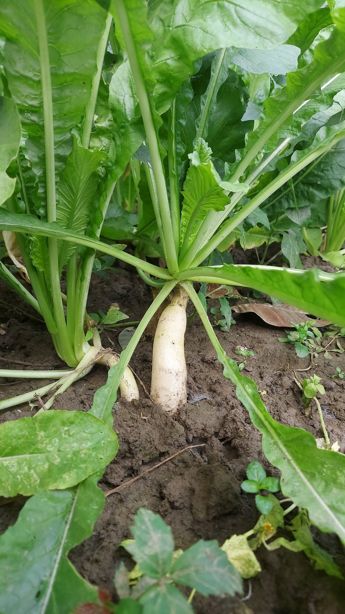 Radish Plant