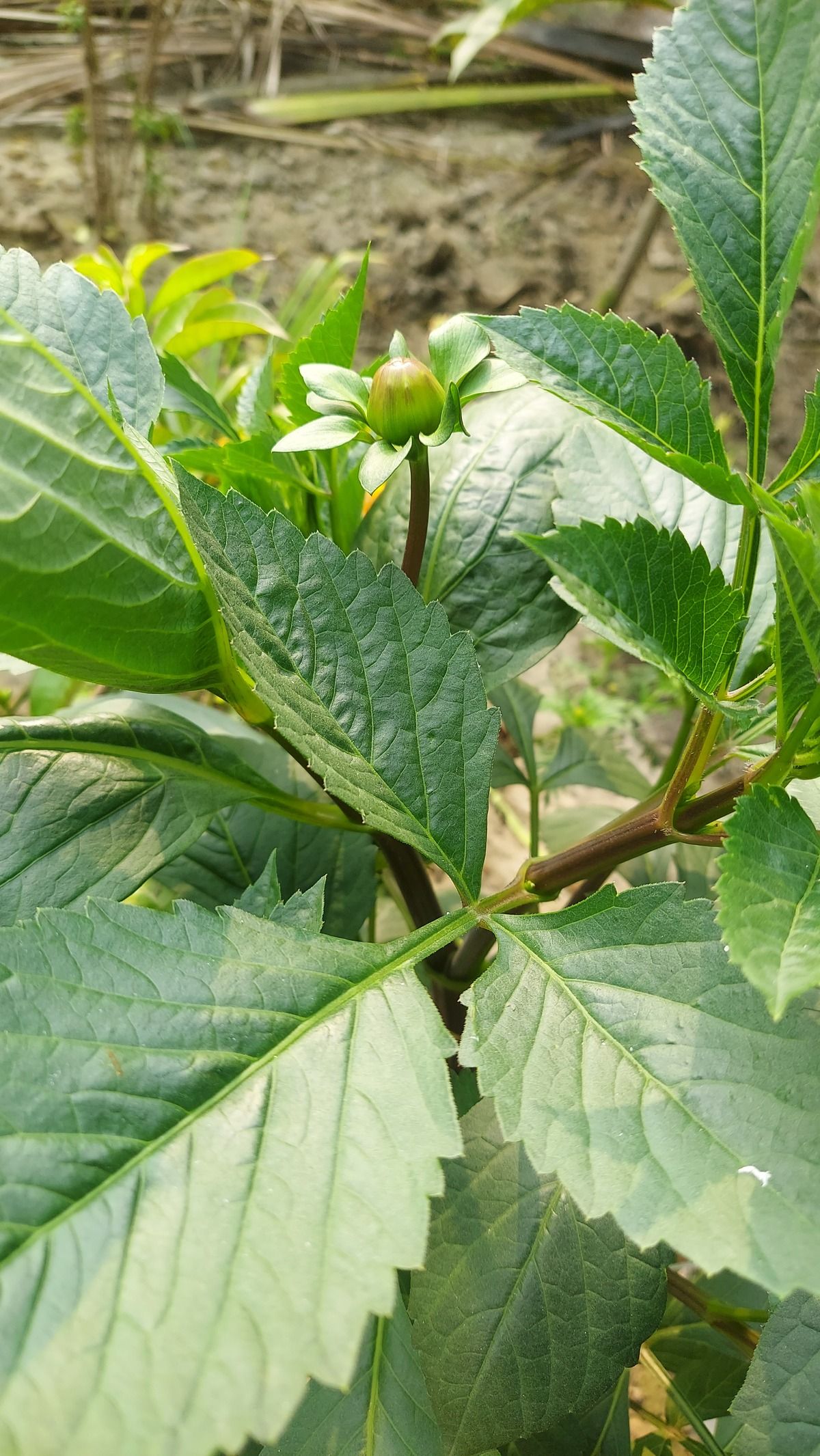 Dahlia Plant