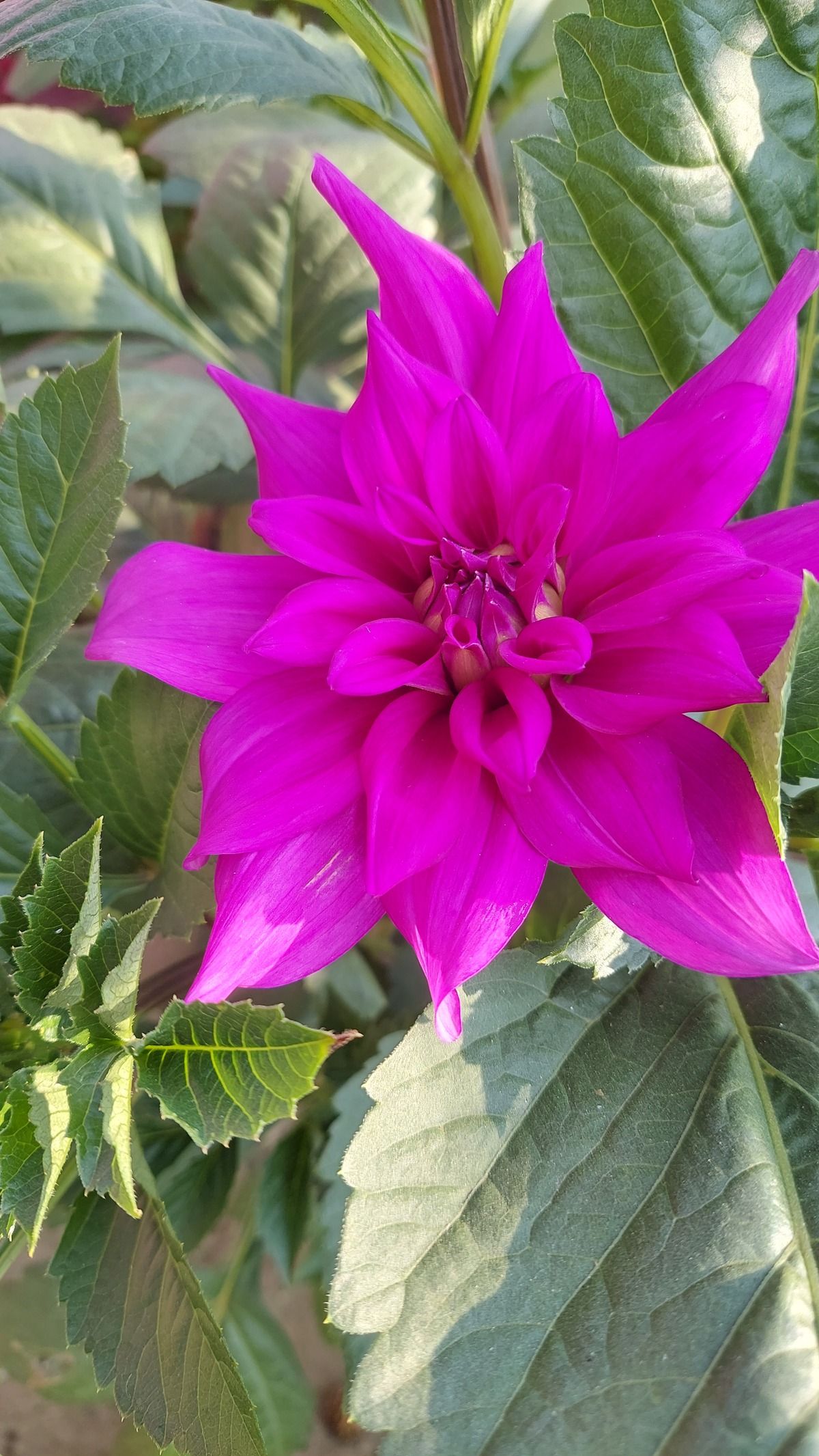 Dahlia Flower