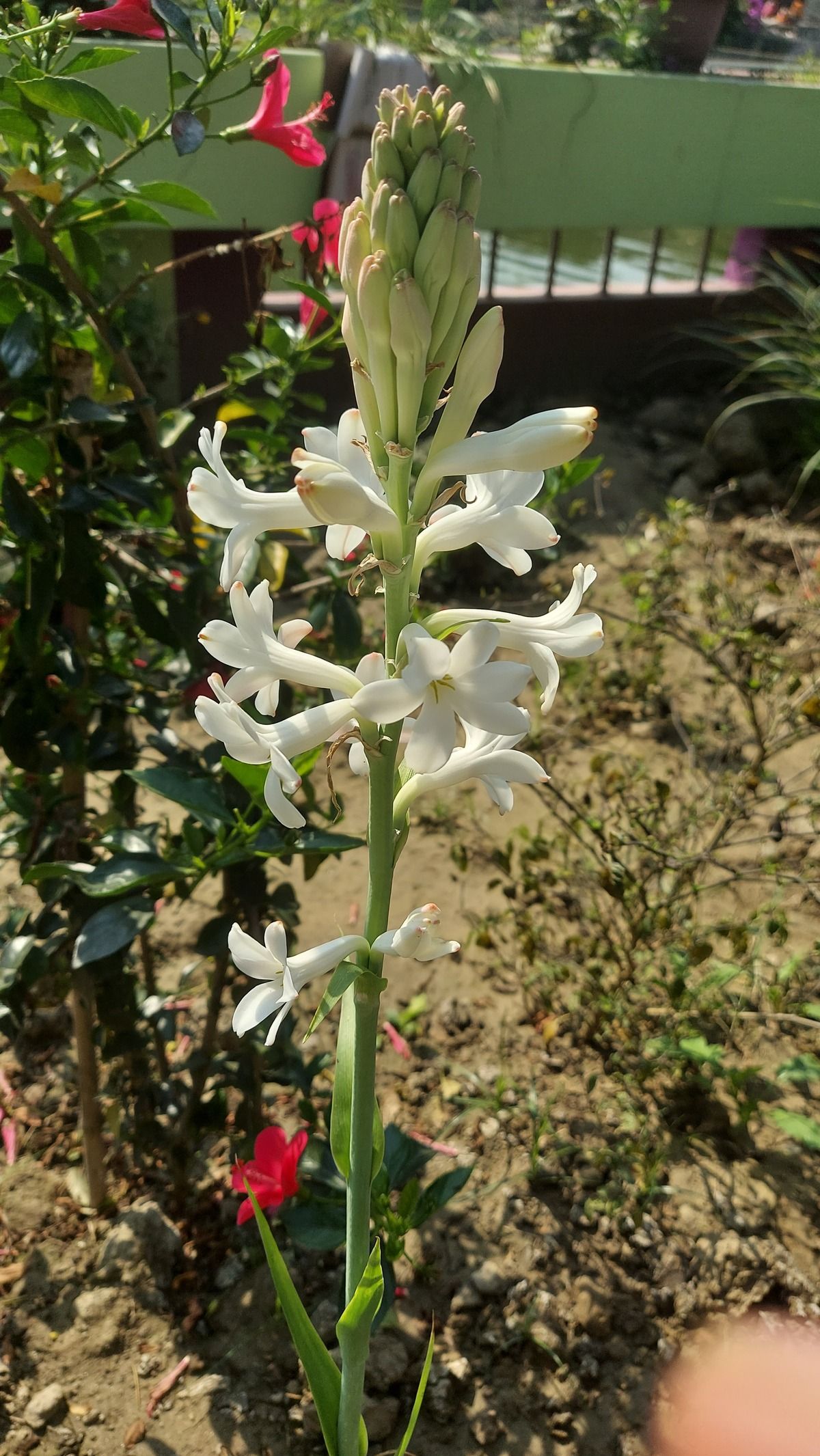 Tuberose plant with flowers